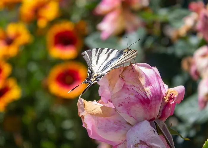 George's Panoramic View